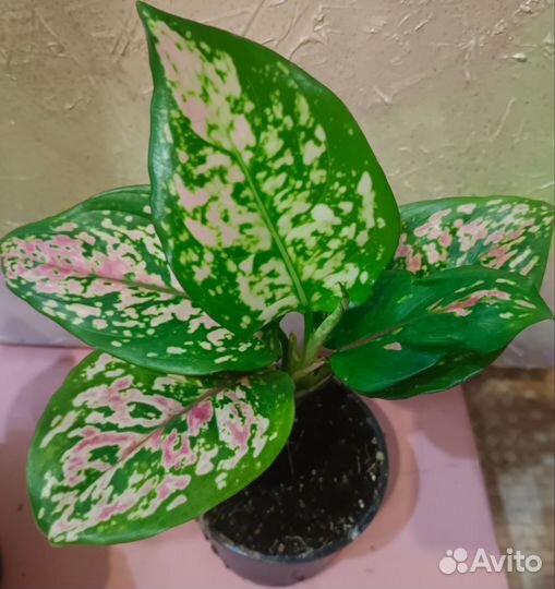 Аглаонема Spotted star цветы комнатные