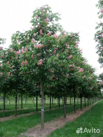 Каштан конский мясокрасный Briotii