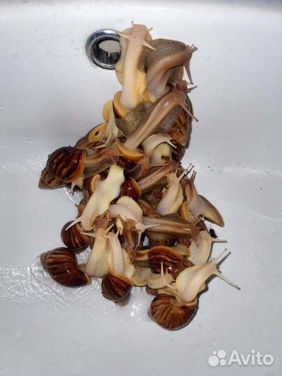 Улитки ахатины ахатинская улитка