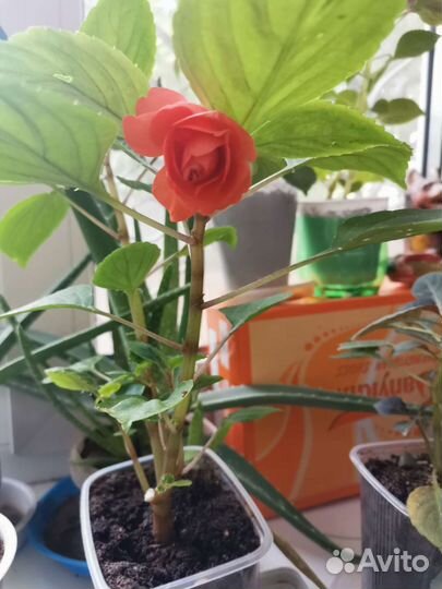 Бальзамин махровый