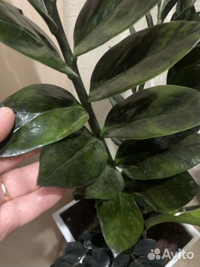 Красавчик Замиокулькас Черный ревень