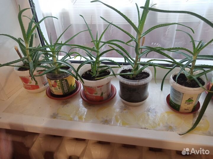 Цветок Алоэ столетник