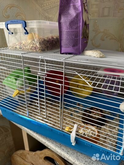 Хомячки вместе с клеткой и всем остальным