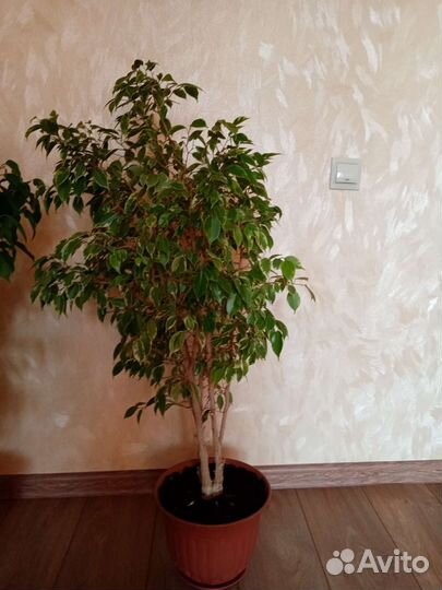 Фикус бенджамина пестролистный