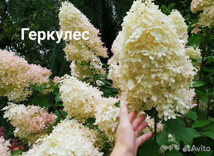 Гортензии метельчатые древовидные