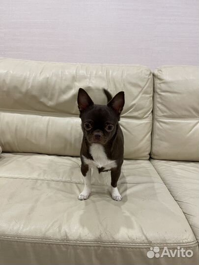 Чихуахуа мини девочка