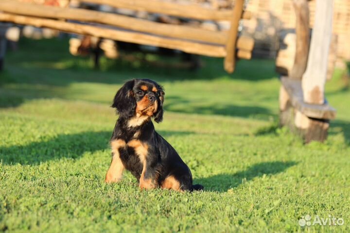 Черно-подпалый мальчик кавалер кинг чарльз
