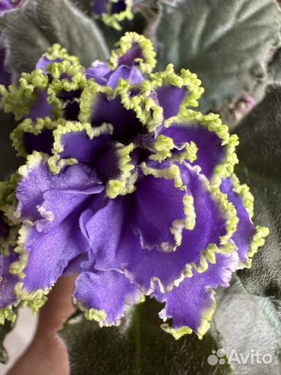 Фиалки Ле- Кудри Венеры и ек-Жемчужный зефир