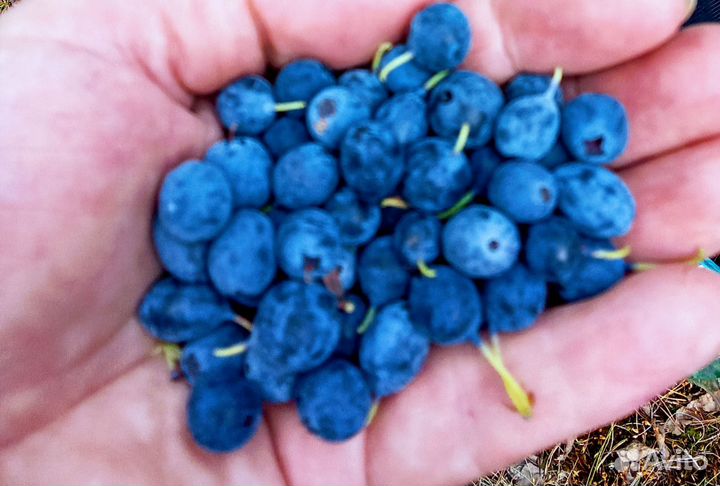 Голубика лесная