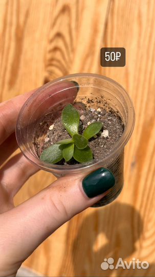 Суккуленты