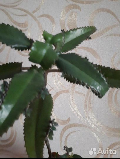 Каланхоэ