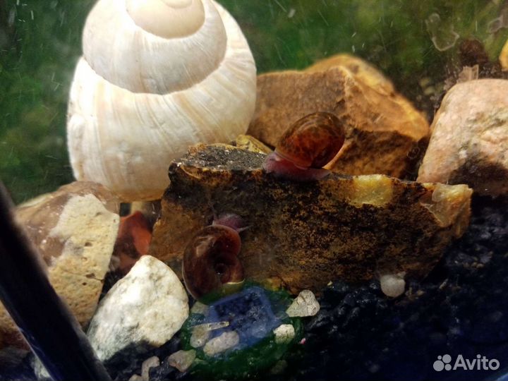 Улитки катушки