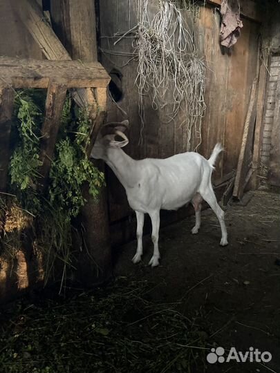 Зааненская дойная коза