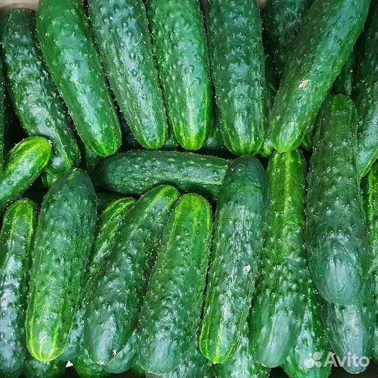 Семена Огурцов.Урожайные Огурцы