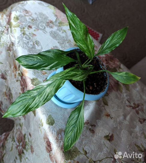 Спатифиллиумы сортовые