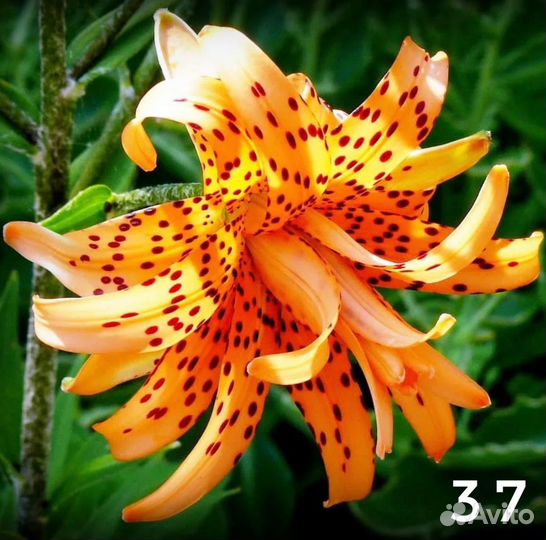 Лилии луковицы три сорта