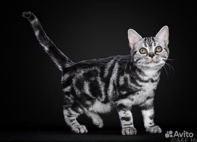 Американская короткошерстная