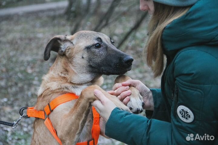 Собака в добрые руки