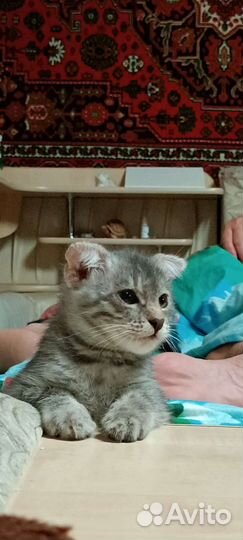 Котенок шотландский вислоухий