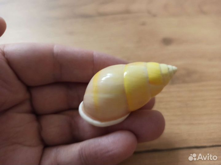 Морская раковина