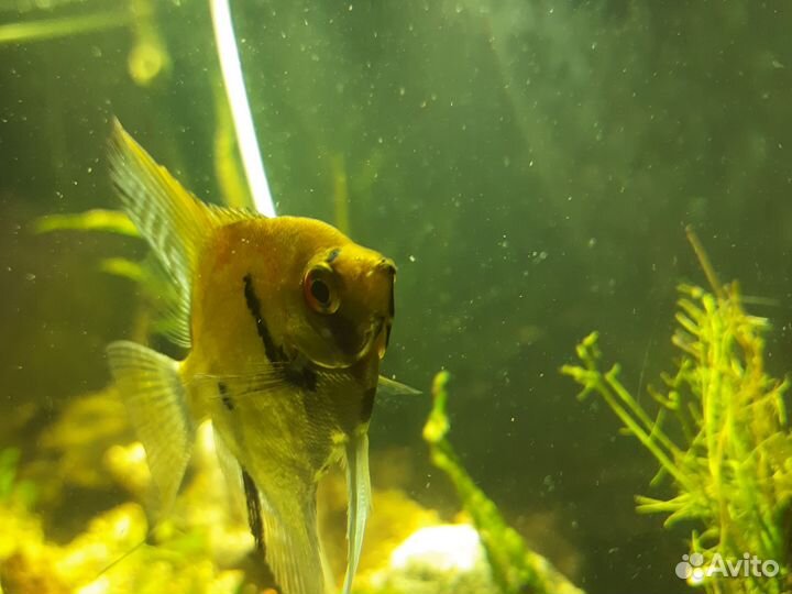 Аквариум с тумбой 300 литров