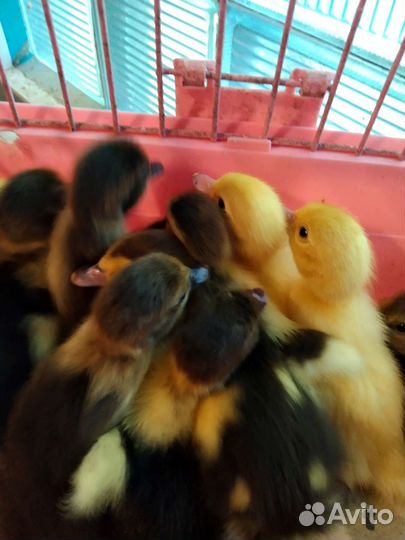 Индоутята суточные