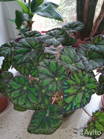 Фикус бенджамина, молочай, Замиокулькас, бегония