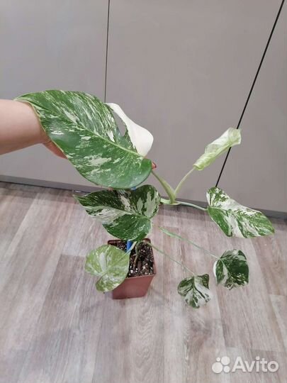 Монстера вариегатная