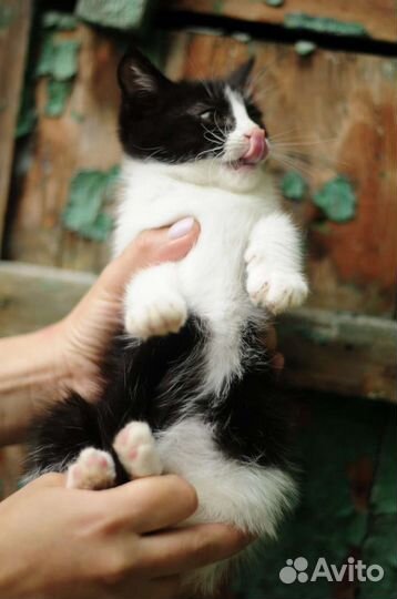 Славная девочка, 2мес