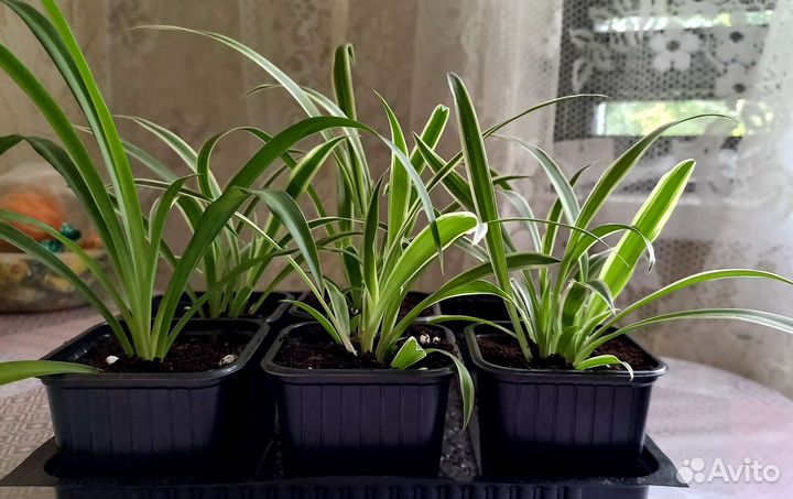 Хлорофитум