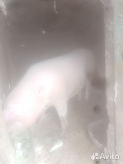 Кабан кастрированный ландрас