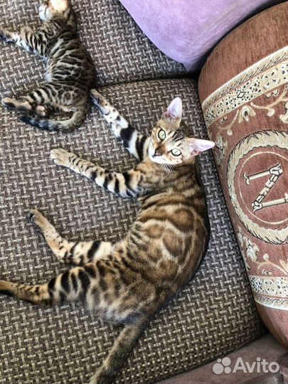 Бенгальская