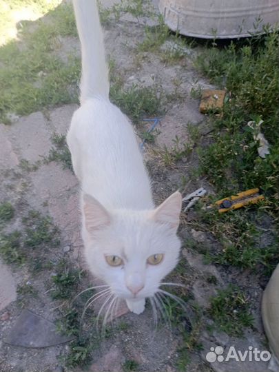 Отдам бесплатно