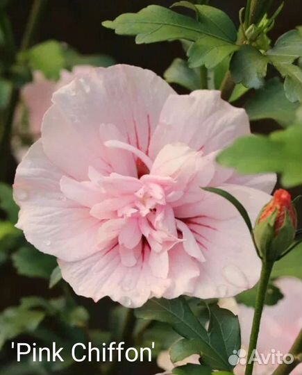 Гибискусы сирийские махровые