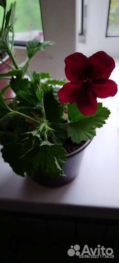 Герань пеларгония королевская