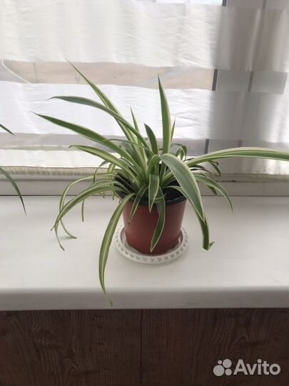 Хлорофитум