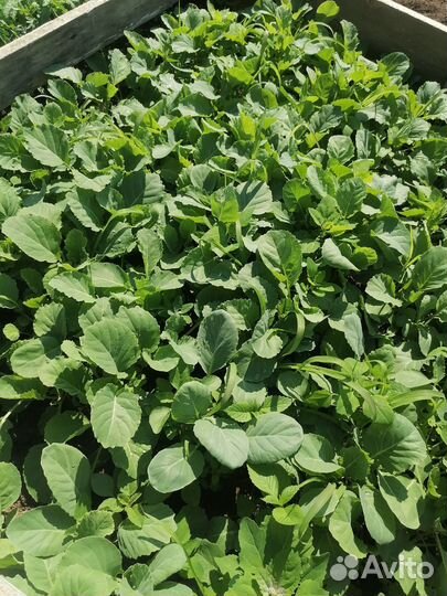 Папаротник