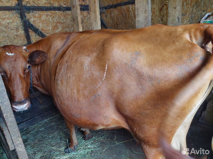 Коровы на молоко