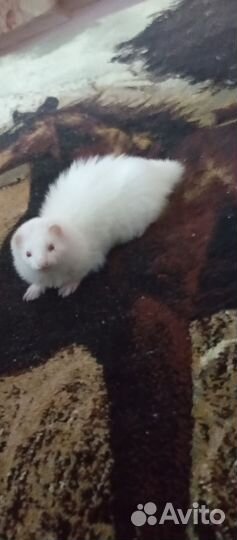 Хорёк альбинос