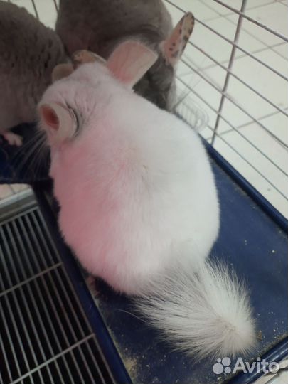 Шиншилла