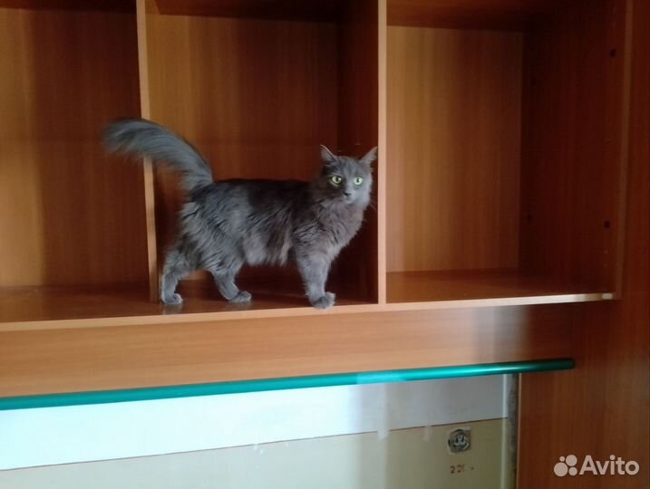 Сибирская кошка ищет Сибирского кота для вязки