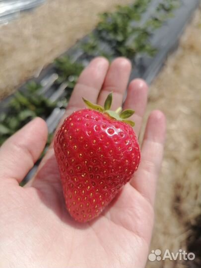 Рассада клубники Альба