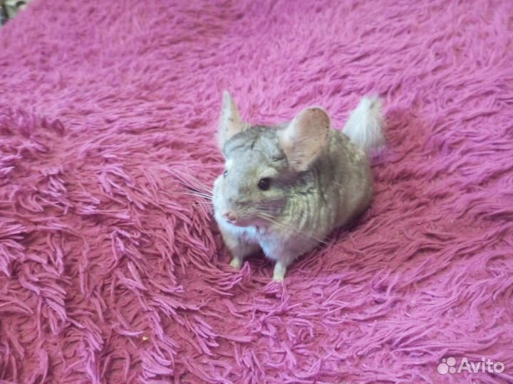 Шиншиллята