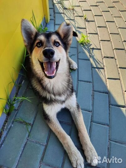 Собака в добрые руки