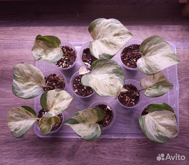 Сциндапсусы и эпипремнумы в ассортименте