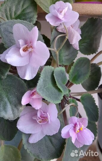 Фиалка, отростки разного цвета