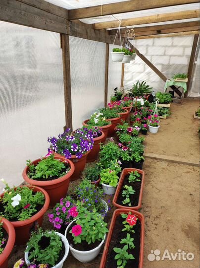 Цветы и готовые клумбы, саженцы клубники