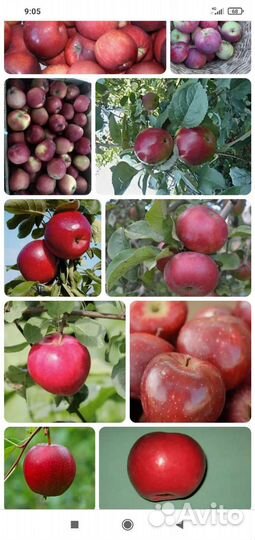Саженцы яблони 2 метра