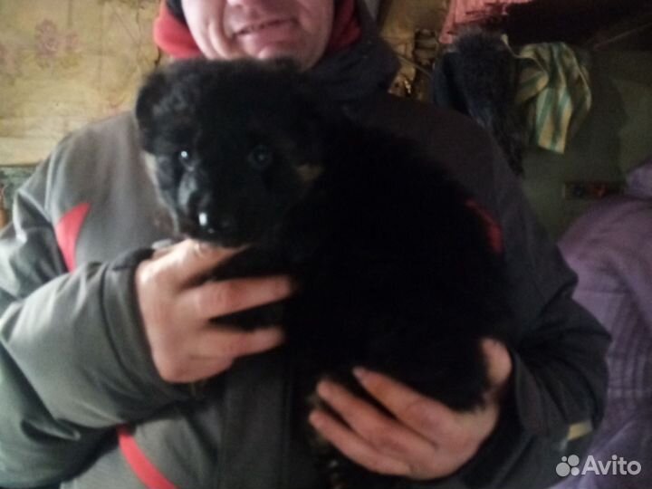 Немецкая овчарка