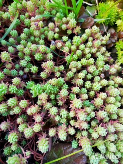 Очиток почвопокровный